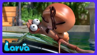 Larva: Nuevo amigo para Cocoa