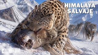 Himalaya Salvaje: Depredadores de las Cumbres