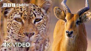 Nature's Ingenious Hunters