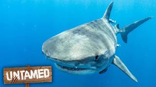 Ocean's Deadliest Ambush