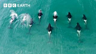 Fascinating Orcas