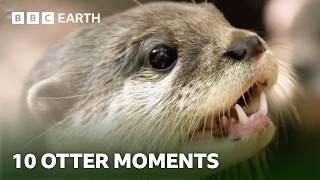Extraordinary Otters