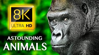 Astounding Animals 8K