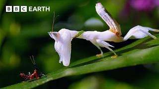 Attenborough: Nature Footage