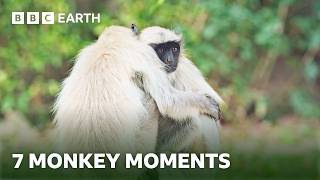 Remarkable Monkeys