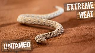 Namib Desert Hunters