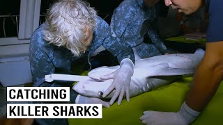 Tagging Tiger Shark