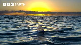Extraordinary Wildlife