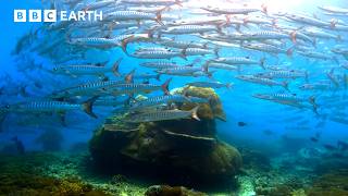 Attenborough: Wildlife Scenes