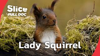 Red Squirrel Winter