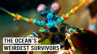 Strangest Sea Creatures