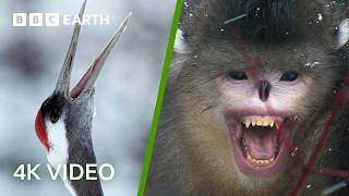 Wildlife of Japan & China
