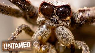 Terrifying Arachnids