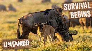 Baby Wildebeest Survival