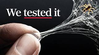 Spider Web vs Steel