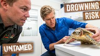 Saving a Starving Turtle