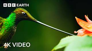 Attenborough: Remarkable Wildlife