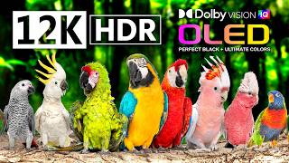 1000 Birds Beautiful Collection