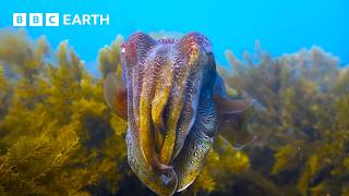 Amazing Animal Moments