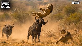 Savana: predatore e preda