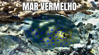 Criaturas do Mar Vermelho