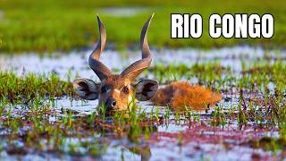 Rio Congo: Vida Selvagem