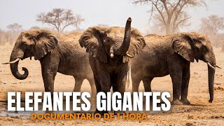 Elefantes Furiosos da África