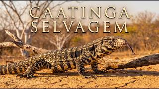 Caatinga Selvagem: Vencedores da Seca