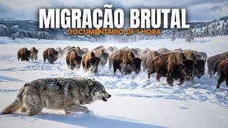 Lobos e Bisões em Yellowstone