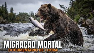 Ursos Pardos e Salmões