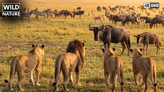 Maasai Mara: Jornada Perigosa