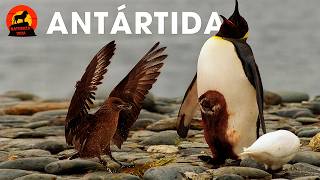 Antártica: Vida Selvagem