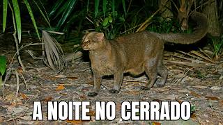 A Noite no Cerrado