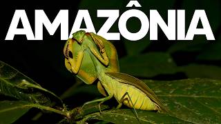 Insetos da Amazônia