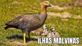Ilhas Malvinas