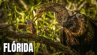 Manguezais da Flórida