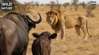 Savana Africana: Armas Mortais