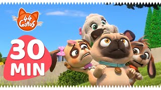 44 Gatos: Amigos peludos de Buffycats