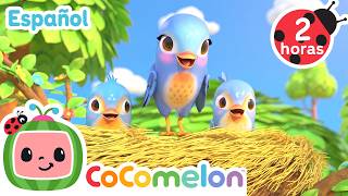 Itsy Bitsy Spider y el pájaro - CoComelon