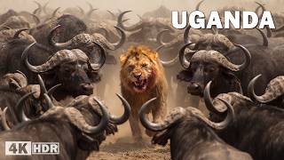 Uganda Salvaje: León vs. Manada