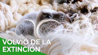 Salvar al Buitre Barbudo