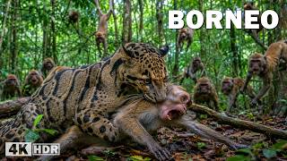 Borneo Salvaje: Criaturas Ocultas