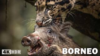 Borneo Salvaje: Los Señores de la Selva