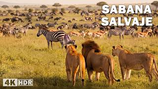 Sabana Salvaje: La Gran Migración