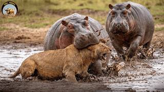 LUANGWA: La Batalla por los Gigantes