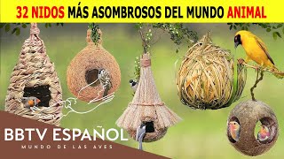 Nidos Asombrosos del Mundo Animal