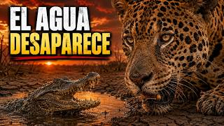 Pantanal Salvaje: La Batalla por Sobrevivir