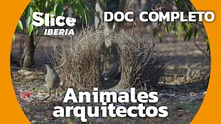 Cómo construyen los animales