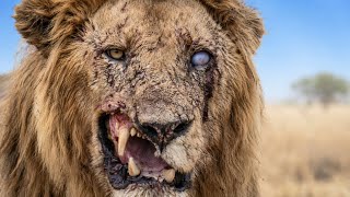 Leones: Cicatrices de una Vida