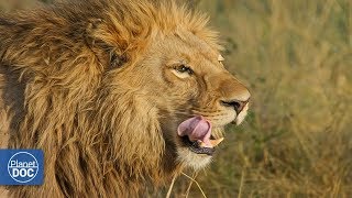 Vida Salvaje del Ngorongoro